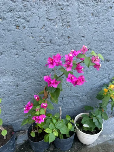 Bougainville