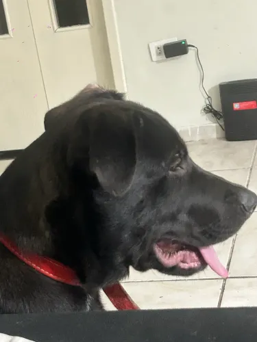 Cachorro pra adoção 