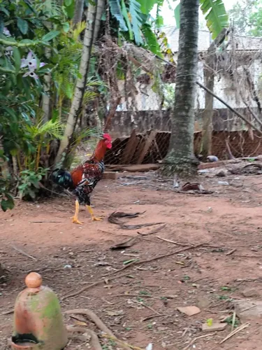 Frango GSB de alto padrão.