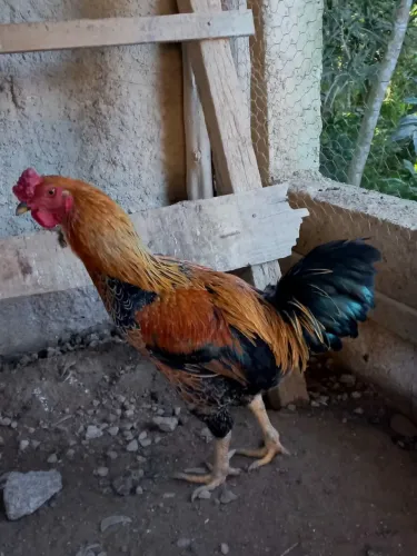 Venda de galinhas