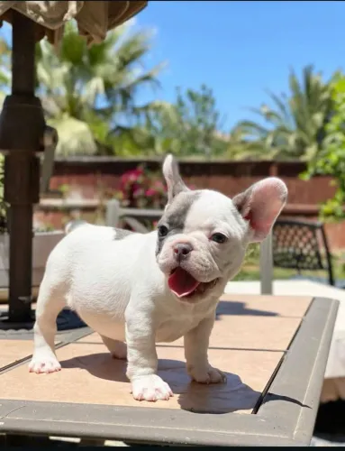 Bulldog francês 