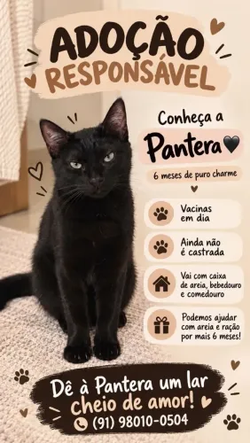 GATINHA CASTRADA- 6 MESES