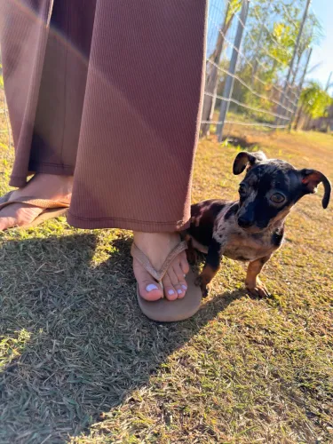 Vendo filhote fêmea de pinscher