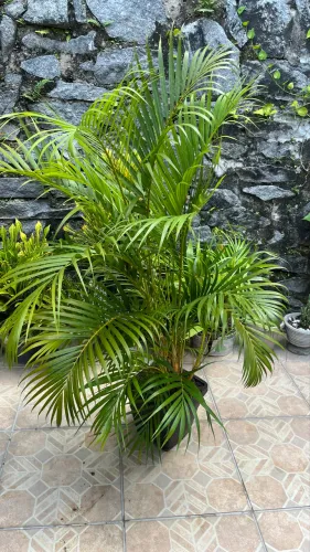 Planta palmeira grande saudável