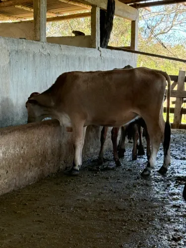 Novilha vaca Jersey / holandesa Jersolanda