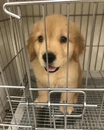 Golden Retriever maravilhosa