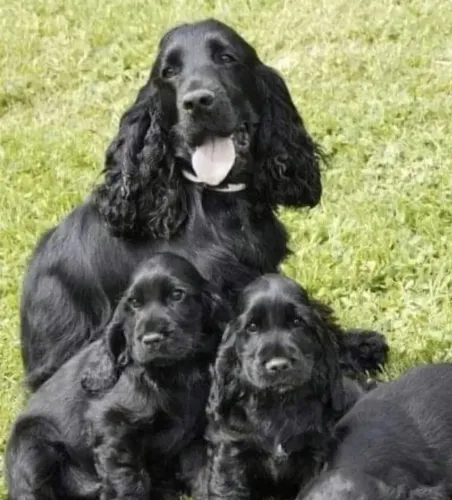 Cocker spaniel !! Eterno amor e seu eterno companheiro