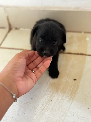 Filhote poodle com pinscher