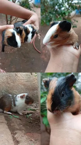 Porquinhos da índia 