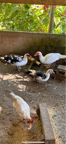 Casal de patos 