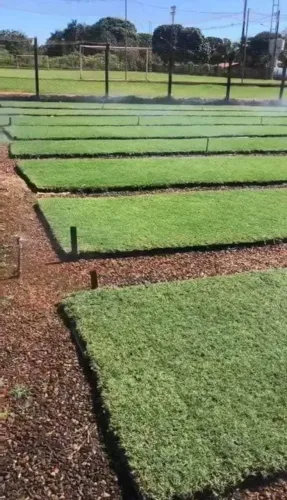 Grama São Carlos Direto do Campo Melhor Preço