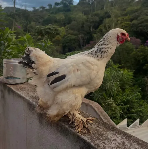 Galinha Brahma 