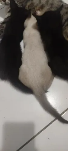 Gato doação