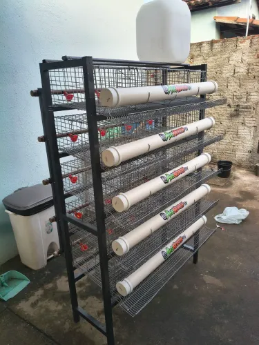 Gaiolas de codornas profissional barato 