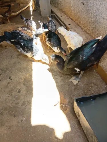 Patos 