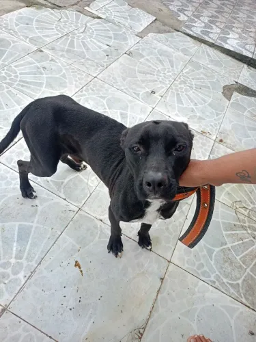 Cachorro para doação