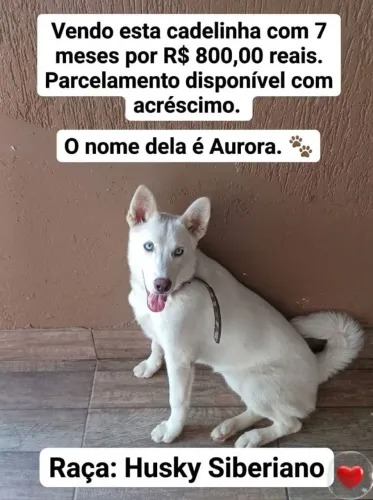 Raça: Husky Siberiano .