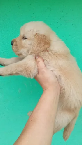 Golden Retriever Lindos Bebês