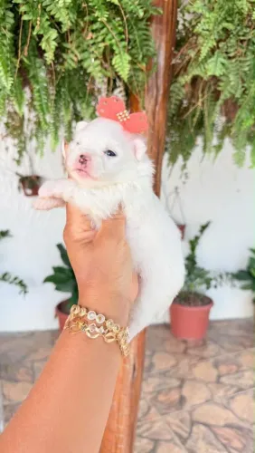 Maltês fêmea