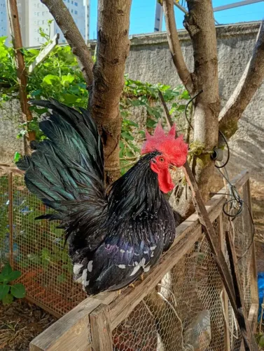 Nagazakis Black motled puros
