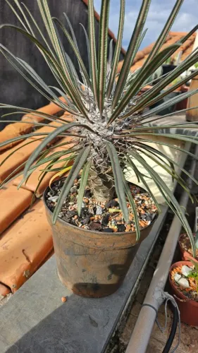 Palmeira de Madagascar - Pachypodium Geayi (Coleção)