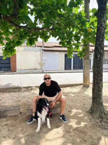 Cachorro border collie
