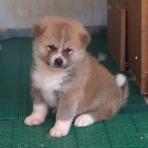 Akita Inu,Akita Inu Filhote de Alta Qualidade com Excelente Temperamento
