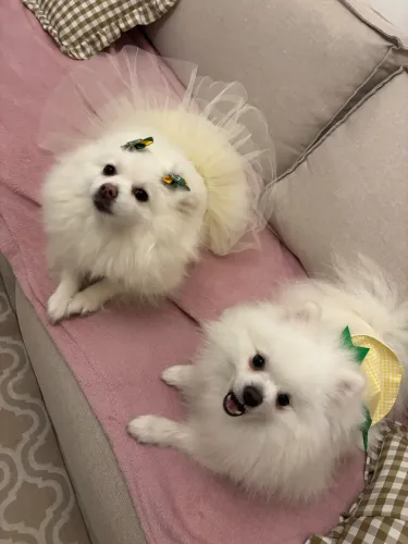 Lulu spitz alemão cruza