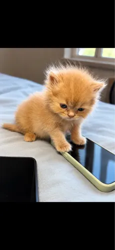 Gato persa