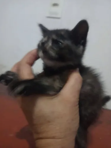 Filhotes fêmeas p doação responsável !