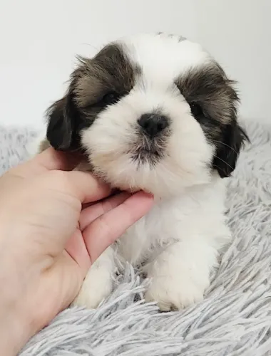 Shih tzu entrega hoje macho e fêmea 