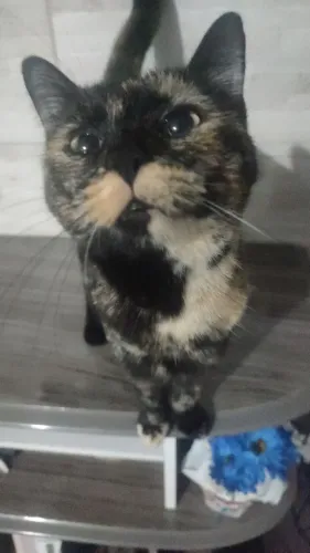 Gata tricolor castrada