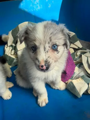 Border Collie de raça