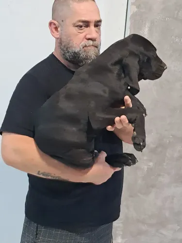 Filhote disponível