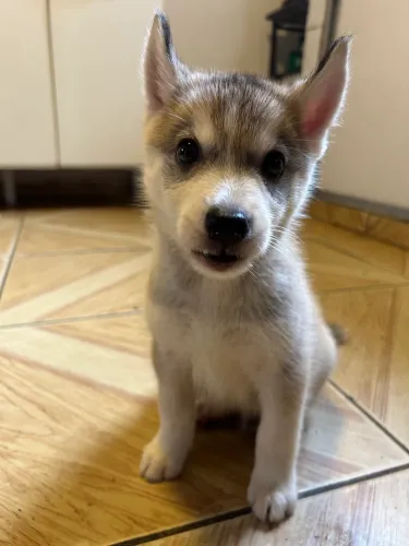 ? Husky Siberiano Filhote