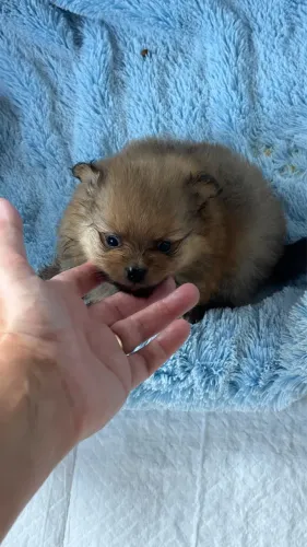 Lindas filhotes fêmeas de Lulu da Pomerânia