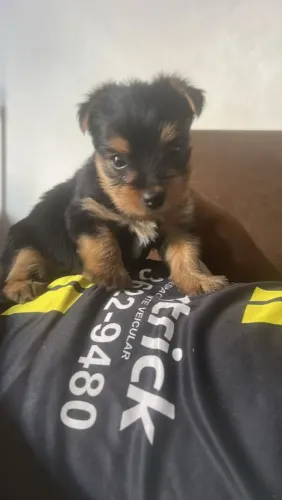 Yorkshire machinho