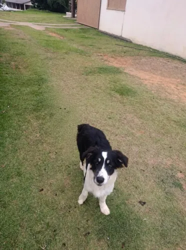 Filhote de Border collie
