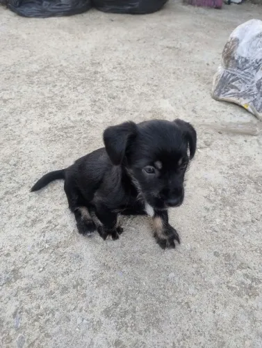 Doação de filhotes de Cachorro 