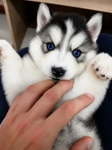 Filhote de Husky Siberiano (Fêmea Wooly)