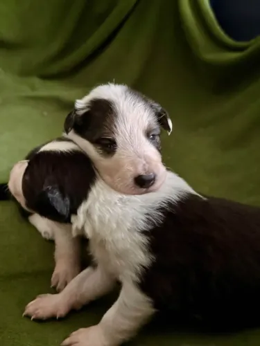 Filhotes de Border Collie | Encanto para sorrir.