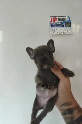 Filhote de Bulldogue Francês Blue