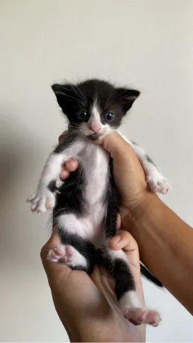 Doacao gato
