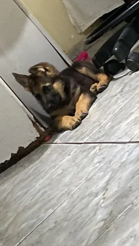 capa preta puro