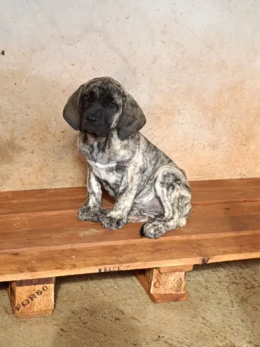 Fila brasileiro fêmea