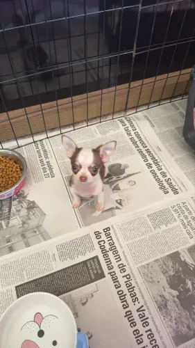 Chihuahua Filhote Chocolate