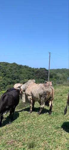 Vendo exelente touro reprodutor raça GIR leiteiro