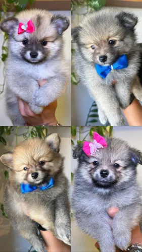 Filhotes de Lulu da Pomerania/Spitz Alemão 