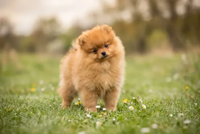 Spitz Alemão lindo demais 