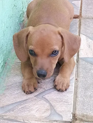 vende um Basset dachshund macho